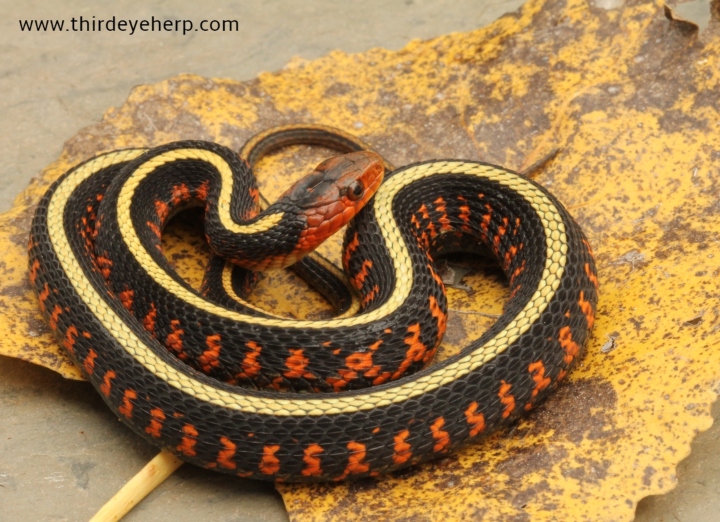 Oregon Red-spotted Garter Snake